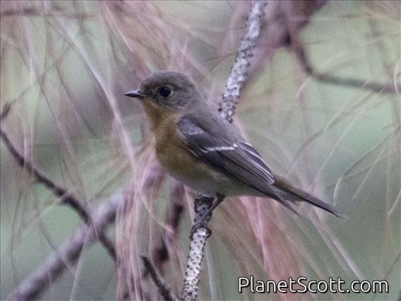 Mugimaki Flycatcher (Ficedula mugimaki) - Female
