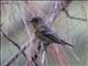 Mugimaki Flycatcher (Ficedula mugimaki) - Female