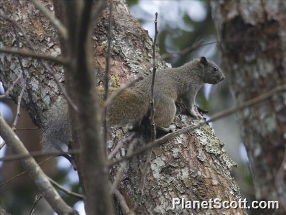 Pallas's Squirrel (Callosciurus erythraeus)