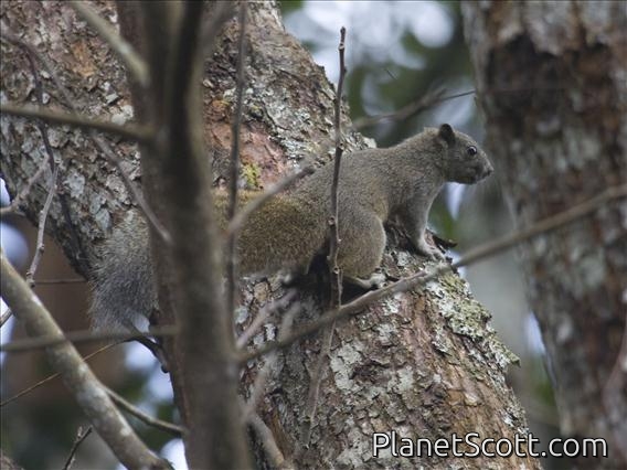 Pallas's Squirrel (Callosciurus erythraeus)