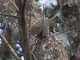 Pallas's Squirrel (Callosciurus erythraeus)