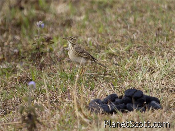 Oriental Pipit (Anthus rufulus)