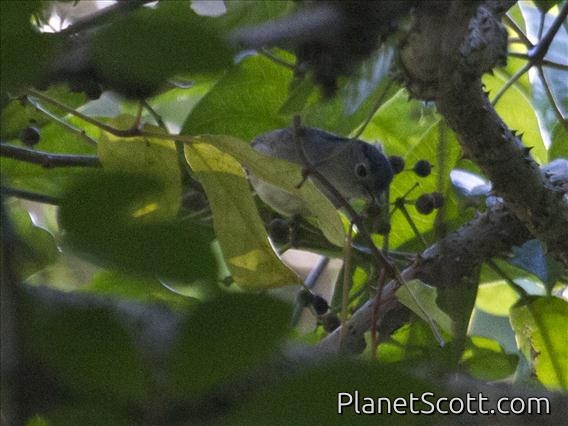 Mountain Fulvetta (Alcippe peracensis)