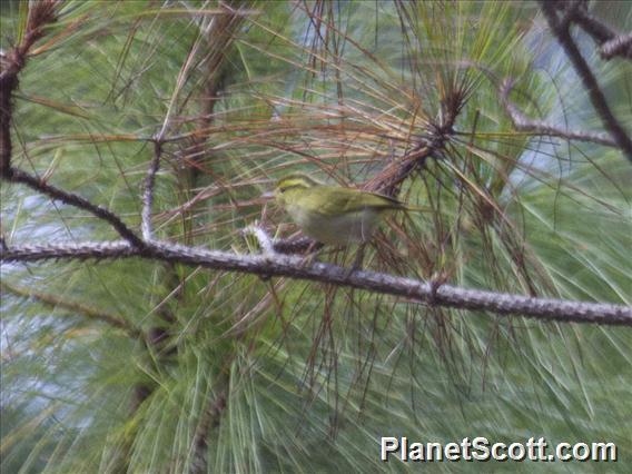 Blyth's Leaf-Warbler (Phylloscopus reguloides)