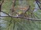 Blyths Leaf-Warbler (Phylloscopus reguloides)