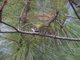 Blyth's Leaf-Warbler (Phylloscopus reguloides)