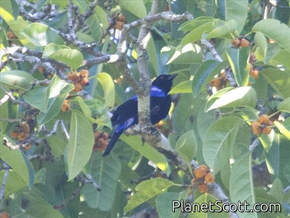 Asian Fairy-bluebird (Irena puella)