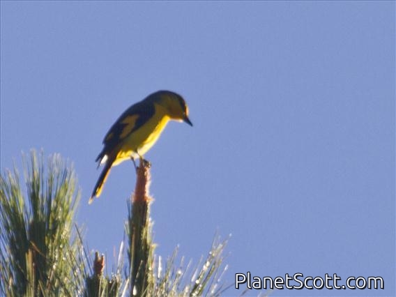 Scarlet Minivet (Pericrocotus speciosus) - Female
