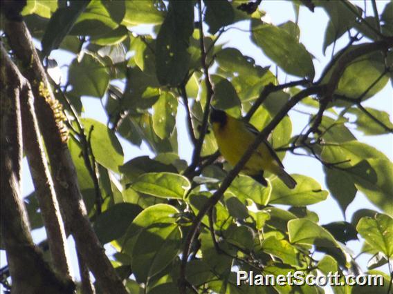 Clicking Shrike-Babbler (Pteruthius intermedius)