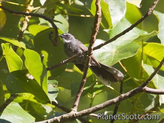 White-throated Fantail (Rhipidura albicollis)