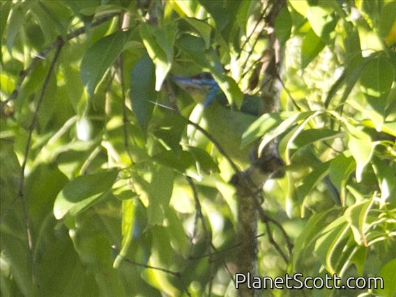 Black-browed Barbet (Psilopogon oorti)