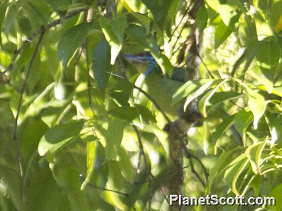 Indochinese Barbet (Psilopogon annamensis)