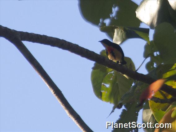 Fire-breasted Flowerpecker (Dicaeum ignipectus)