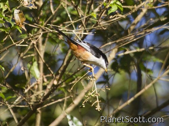 Rufous-backed Sibia (Minla annectens)