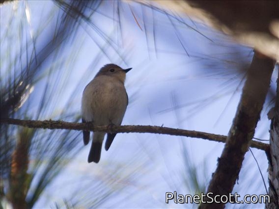 Taiga Flycatcher (Ficedula albicilla)