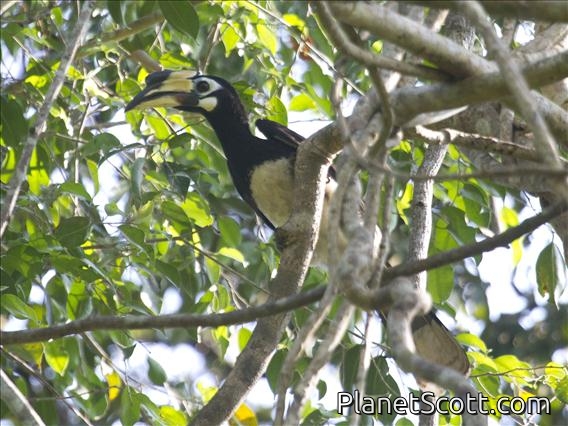 Oriental Pied-Hornbill (Anthracoceros albirostris)