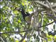 Oriental Pied-Hornbill (Anthracoceros albirostris)