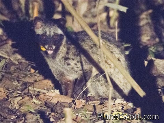 Asian Palm Civet (Paradoxurus hermaphroditus)