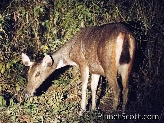 Sambar (Rusa unicolor) - Female