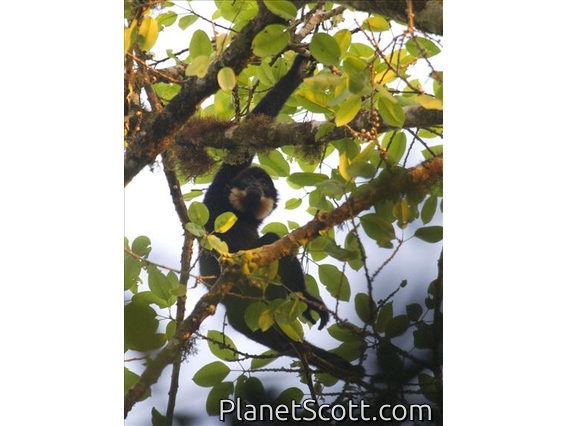 Yellow-cheeked Gibbon (Hylobates gabriellae)