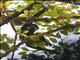 Yellow-cheeked Gibbon (Hylobates gabriellae)