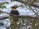 Great Hornbill (Buceros bicornis)