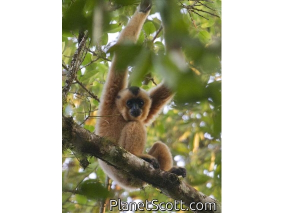 Yellow-cheeked Gibbon (Hylobates gabriellae)