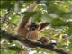 Yellow-cheeked Gibbon (Hylobates gabriellae)