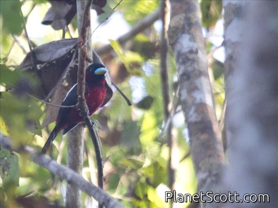 Black-and-red Broadbill (Cymbirhynchus macrorhynchos)