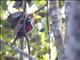 Black-and-red Broadbill (Cymbirhynchus macrorhynchos)