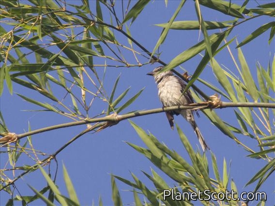 Ashy Minivet (Pericrocotus divaricatus)