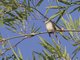 Ashy Minivet (Pericrocotus divaricatus)
