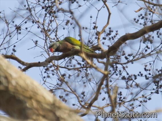 Red-breasted Parakeet (Psittacula alexandri)