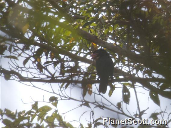 Dusky Broadbill (Corydon sumatranus)
