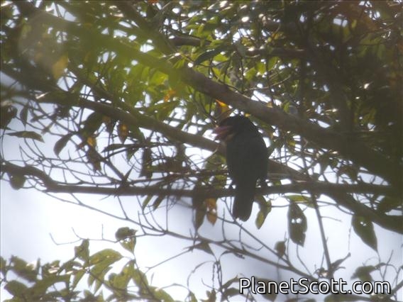 Dusky Broadbill (Corydon sumatranus)