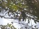 Dusky Broadbill (Corydon sumatranus)