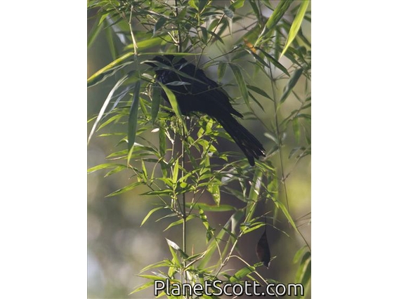Greater Racket-tailed Drongo (Dicrurus paradiseus)