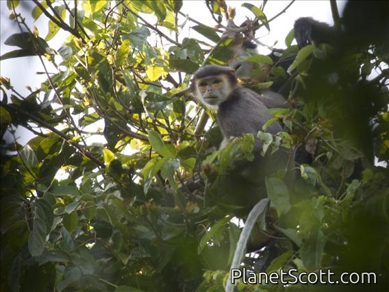 Black-shanked Douc Langur (Pygathrix nigripes)