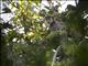 Black-shanked Douc Langur (Pygathrix nigripes)