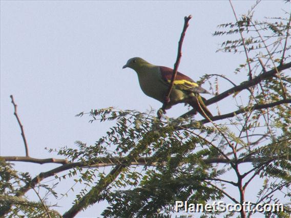 Ashy-headed Green-Pigeon (Treron phayrei)