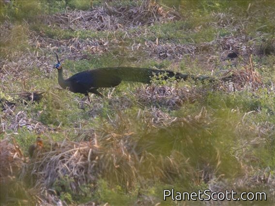 Green Peafowl (Pavo muticus)