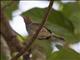 Ashy Tailorbird (Orthotomus ruficeps)