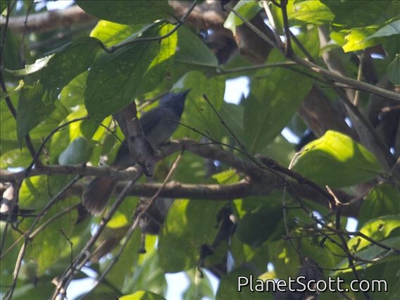 Black-naped Monarch (Hypothymis azurea)