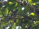 Black-naped Monarch (Hypothymis azurea)
