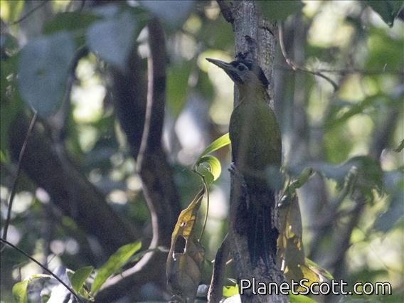 Laced Woodpecker (Picus vittatus) - Female