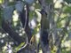 Laced Woodpecker (Picus vittatus) - Female