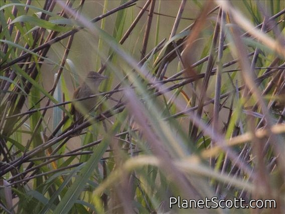Rufescent Prinia (Prinia rufescens)