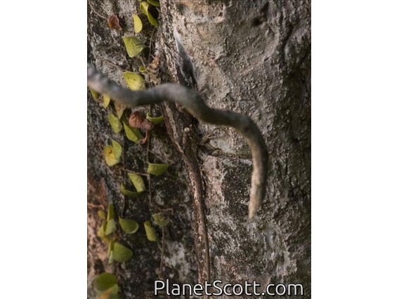 Garden Fence Lizard (Calotes versicolor)