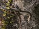 Garden Fence Lizard (Calotes versicolor)