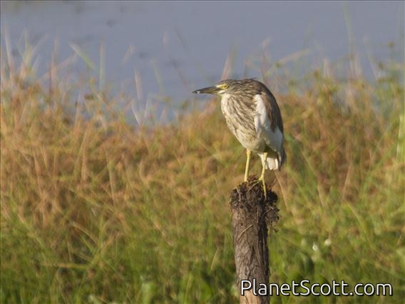 Chinese Pond-Heron (Ardeola bacchus) - Non-breeding